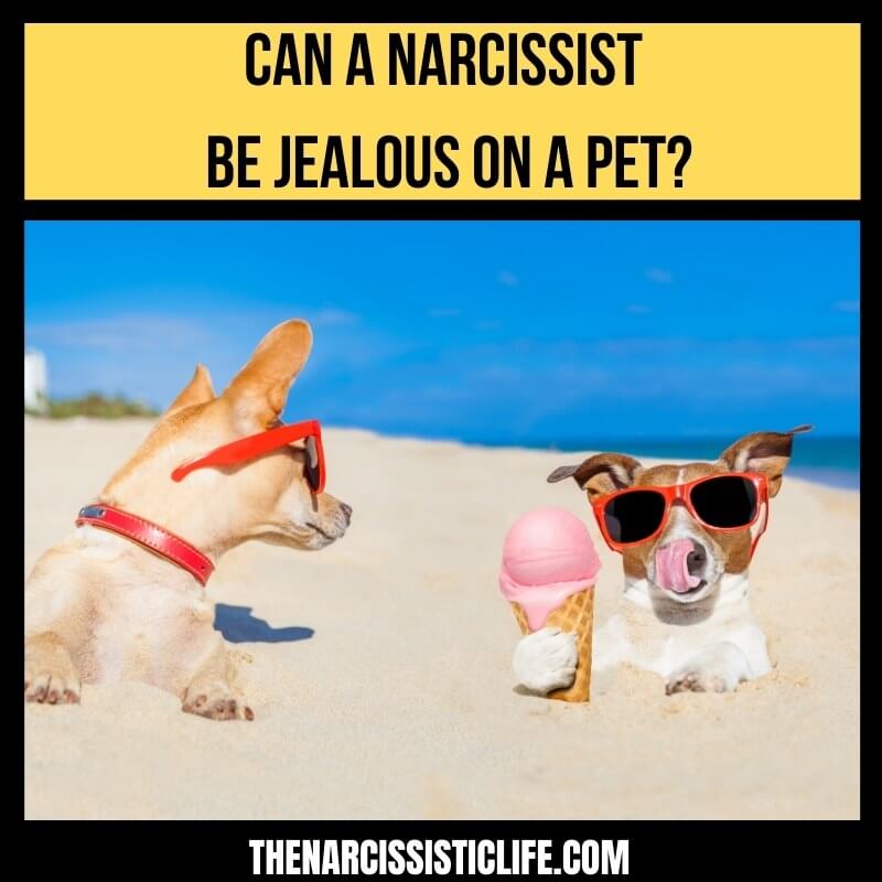 can a narcissist be jealous on a pet