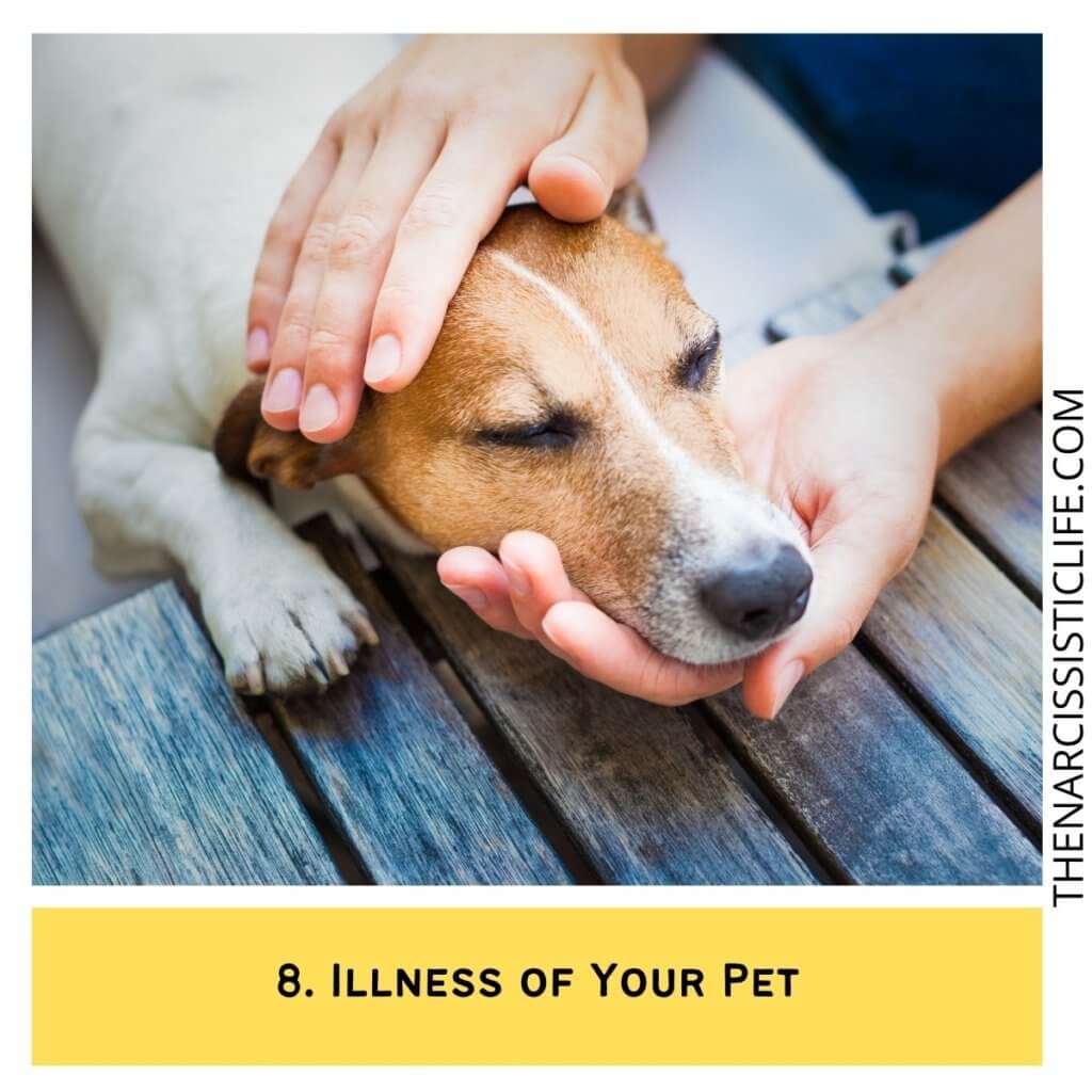 Illness of Your Pet