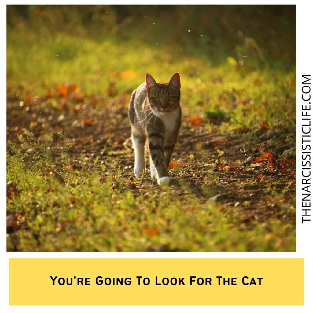 You’re Going To Look For The Cat